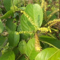 Antidesma ghaesembilla Gaertn.